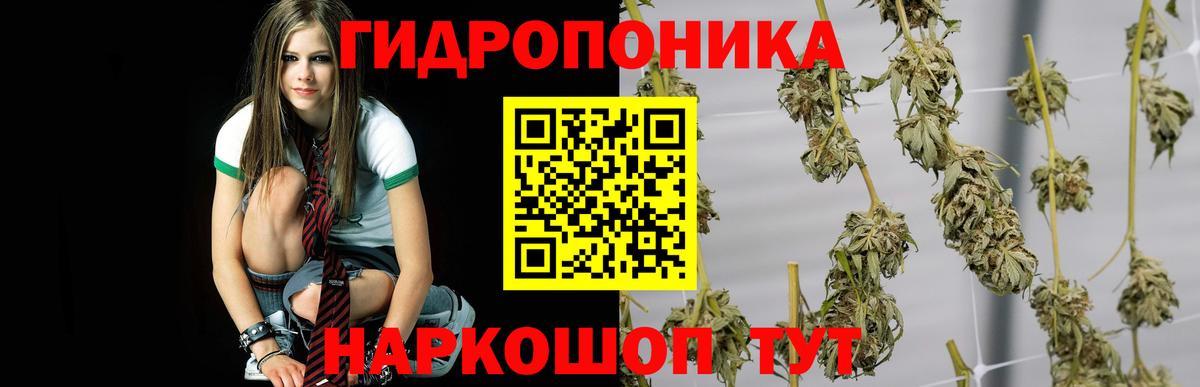 Шишки марихуана White Widow Всеволожск